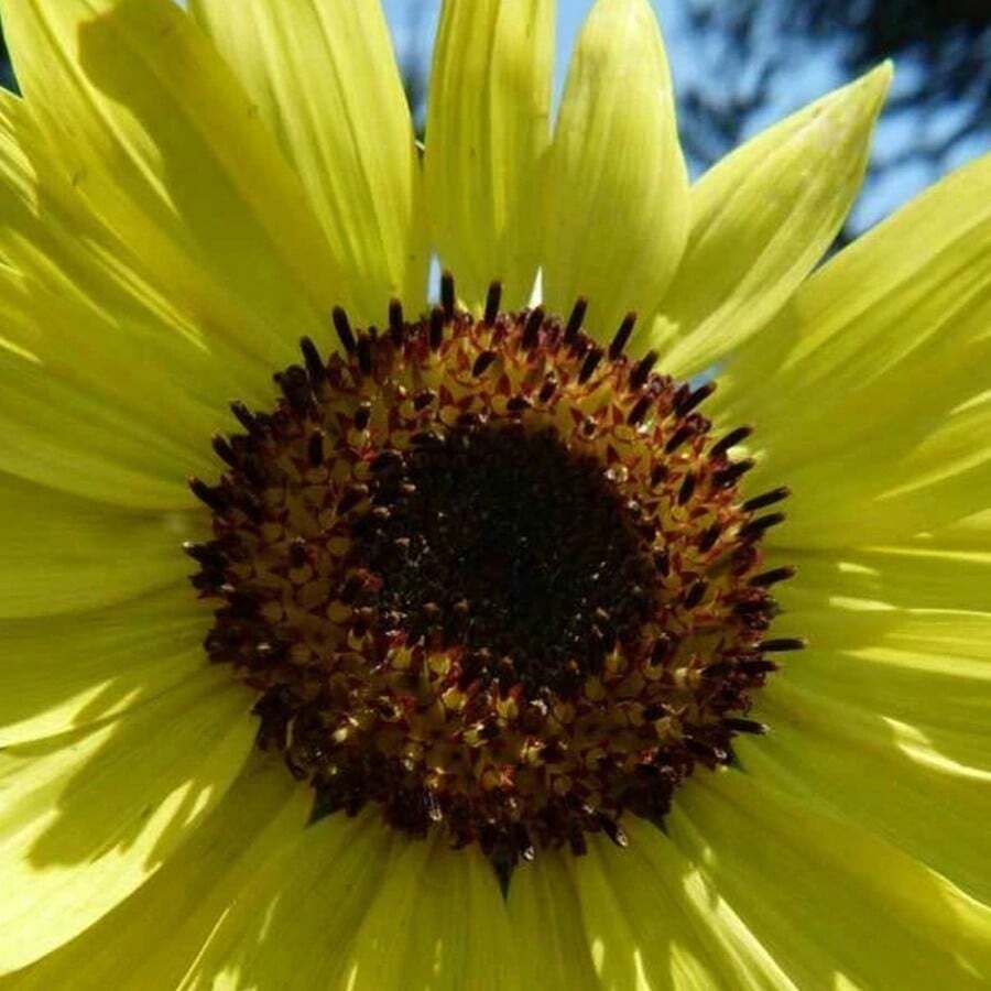 200pcs Sunflower Seeds - Non GMO, Open Pollination - 200 - View 1