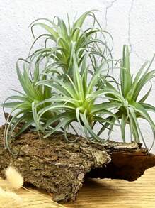 1/2/3/4pcs Artificial Succulents, Fake Air Plants, Pineapple Grass, Outdoor Artificial Plants, Suitable For Autumn Decor, Halloween Decor, Room Decor, Home Decor, Bedroom Decor, Outdoor Decor, Kitchen Decor, Graduation Decor, Christmas Decor, Outdoor Patio Decor, DIY, Room Decor Aesthetics, Wedding Decor, Wall Decor, Garden Decor, Windowsill Greenery Decor, Summer Green Potted Plant Decor, Event Party Decor - Green - View 2