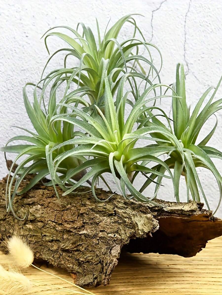1/2/3/4pcs Artificial Succulents, Fake Air Plants, Pineapple Grass, Outdoor Artificial Plants, Suitable For Autumn Decor, Halloween Decor, Room Decor, Home Decor, Bedroom Decor, Outdoor Decor, Kitchen Decor, Graduation Decor, Christmas Decor, Outdoor Patio Decor, DIY, Room Decor Aesthetics, Wedding Decor, Wall Decor, Garden Decor, Windowsill Greenery Decor, Summer Green Potted Plant Decor, Event Party Decor