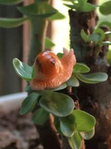 5/10pcs Mini Snails, Micro Landscape Succulent Plant Snails Trinkets Cute Animal Resin Handicraft Decoration, Courtyard Garden Decoration, Resin Crafts - Multicolor - View 7