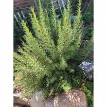 Rosemary, Perennial Herb Seed Packet - 100pcs - View 2