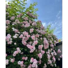 100Mix Climbing Rose Seeds For Planting Outdoors Ornamental Climbing Flowers Rosa Bush Vine Climber Long-Blooming - 100pcs - View 6