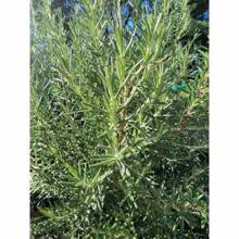 Rosemary, Perennial Herb Seed Packet - 100pcs - View 4