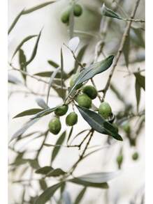 1pc Italy Coastal Landscape Olive Green Aesthetic Botanical Nature Photography Poster Canvas Painting Wall Art Pictures Home Decor No Frame - Multicolor - View 20