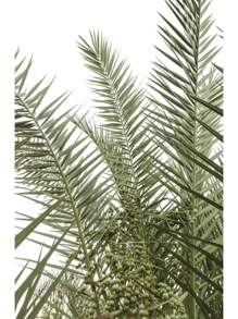 1pc Italy Coastal Landscape Olive Green Aesthetic Botanical Nature Photography Poster Canvas Painting Wall Art Pictures Home Decor No Frame - Multicolor - View 18