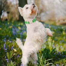 1pc St Patrick's Day Theme Shy Face Shamrock Pattern Dog Collars, Soft & Comfortable Fabric Adjustable Random Print Dog Collars, With Quick Release Buckle For Small Medium Large Dogs, Suitable For Dogs To Wear During St Patrick's Day