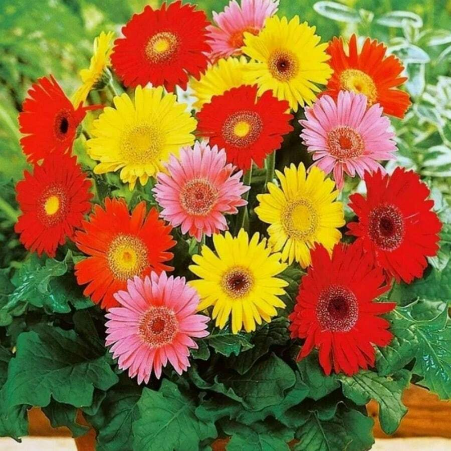 300pcs Gerbera Flower Seeds Mix For Planting Home Garden Flower Seeds - 300PCS - View 1