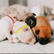 16 bucăți zgarda de identificare pentru câini de talie mică ajustabilă, zgarda de identificare pentru animale de companie pentru căței, pisoi, animale de companie nou-născute, multicolore