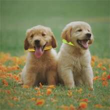 16 bucăți zgarda de identificare pentru câini de talie mică ajustabilă, zgarda de identificare pentru animale de companie pentru căței, pisoi, animale de companie nou-născute, multicolore