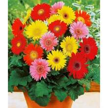 300pcs Gerbera Flower Seeds Mix For Planting Home Garden Flower Seeds - 300PCS - View 6