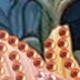 彩色