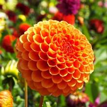 100P Mix Dahlia Seeds Compound Petals Multi-Color Beautiful Annual Outdoor Garden Potted Plants Non-GMO Dahlia For Planting Dahlia Pinnata Seeds - 100PCS - 查看 2