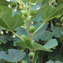 Rare Golden Dwarf Jujube Seeds, Suitable For Planting Ficus Carica Fruit Plants - 300 - View 3