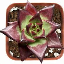 Live Succulent Fully Rooted In 2in Planter, Echeveria 'Lola',Echeveria 'Silhouette' - 100Pcs - View 2