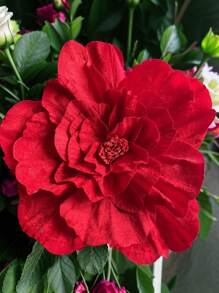 Grande Flor de Peônia de Veludo Simulado, Flor Artificial para Casamento, Decoração de Vitrine, Estúdio Fotográfico, Rosa Burgundy Artificial, Dia dos Namorados, Presente