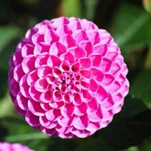 100P Mix Dahlia Seeds Compound Petals Multi-Color Beautiful Annual Outdoor Garden Potted Plants Non-GMO Dahlia For Planting Dahlia Pinnata Seeds - 100PCS - 查看 1