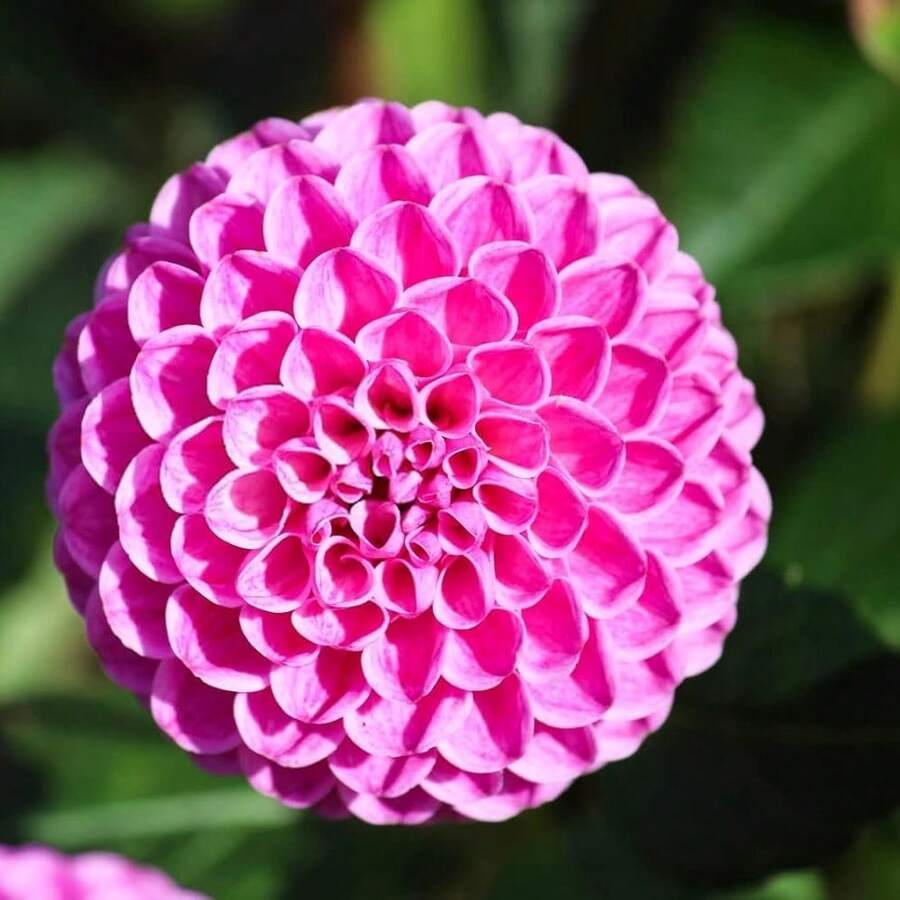 100P Mix Dahlia Seeds Compound Petals Multi-Color Beautiful Annual Outdoor Garden Potted Plants Non-GMO Dahlia For Planting Dahlia Pinnata Seeds - 100PCS - 查看 1