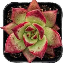 Live Succulent Fully Rooted In 2in Planter, Echeveria 'Lola',Echeveria 'Silhouette' - 100Pcs - View 3