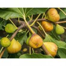 Rare Golden Dwarf Jujube Seeds, Suitable For Planting Ficus Carica Fruit Plants - 300 - View 1