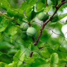 100*50 Ft Rectangular Shape Anti Bird Net Polyester Material Fruit/ Vegetable/ Flower/ Fish/ Animal Protecting Net Mesh Net For Garden/ Farm/ Pond/ Field - 黑色 - 查看 7