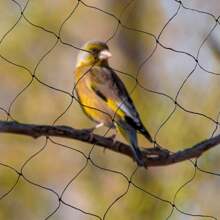 100*50 Ft Rectangular Shape Anti Bird Net Polyester Material Fruit/ Vegetable/ Flower/ Fish/ Animal Protecting Net Mesh Net For Garden/ Farm/ Pond/ Field - 黑色 - 查看 9