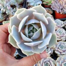 Live Succulent Fully Rooted In 2in Planter, Echeveria 'Lola',Echeveria 'Silhouette' - 100Pcs - View 8