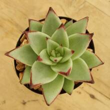 Live Succulent Fully Rooted In 2in Planter, Echeveria 'Lola',Echeveria 'Silhouette' - 100Pcs - View 5