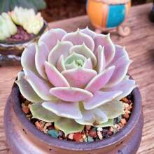 Live Succulent Fully Rooted In 2in Planter, Echeveria 'Lola',Echeveria 'Silhouette' - 100Pcs - View 1