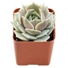 Live Succulent Fully Rooted In 2in Planter, Echeveria 'Lola',Echeveria 'Silhouette' - 100Pcs - View 7