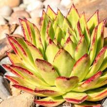 Live Succulent Fully Rooted In 2in Planter, Echeveria 'Lola',Echeveria 'Silhouette' - 100Pcs - View 6