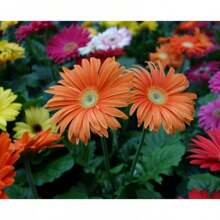 300pcs Gerbera Flower Seeds Mix For Planting Home Garden Flower Seeds - 300Pcs - View 1