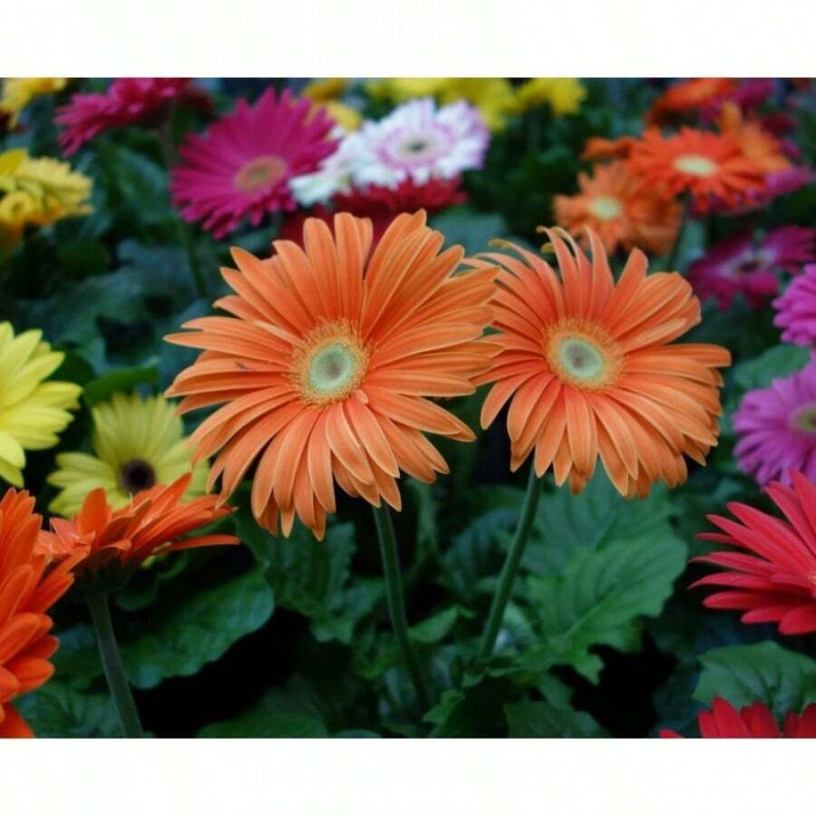 300pcs Gerbera Flower Seeds Mix For Planting Home Garden Flower Seeds - 300Pcs - View 1