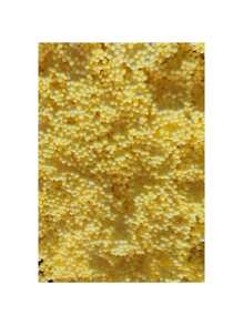 Bolsita de Microperla Para Globo Burbuja Decoracion Adorno 30gramos Bolsita Microperla de Colores - Amarillo - Ver 2