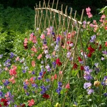 Sweet Bean Sweet Plant Flower Seeds Lathyrus Odoratus Flower Seeds - Heirloom Mix Very Fragrant Flowers - Red Peach Pink Lavender - Non-GMO Flower Seeds