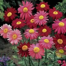 1000pcs 1000pcs Pyrethrum Perennial Seed Mix Beautiful Perennial Mix - 1pack - View 3