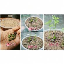 Semillas de hoja de curry, 300 semillas de planta de hoja de curry de alta germinación, semillas de Murraya koenigii, semillas de planta de curry, adecuadas para cultivo en interiores/exteriores, de jardines orgánicos en Sri Lanka. - 300 piezas - Ver 4