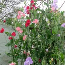 Sweet Bean Sweet Plant Flower Seeds Lathyrus Odoratus Flower Seeds - Heirloom Mix Very Fragrant Flowers - Red Peach Pink Lavender - Non-GMO Flower Seeds