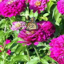 Easy Cultivating High Germination Rate Dahlia Seeds For Planting, Flower Seeds Pack. - 500 Pcs - View 3