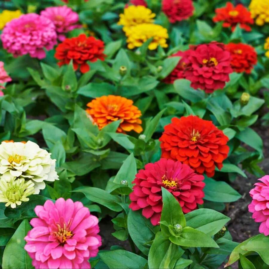 Easy Cultivating High Germination Rate Dahlia Seeds For Planting, Flower Seeds Pack. - 500 Pcs - View 1