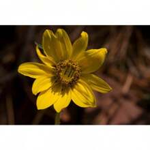 Yellow Outdoor Plant Flower Seeds Bulk - 200 Seeds - View 1