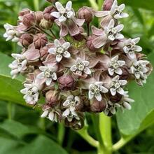 Common Milkweed Native Seeds (Asclepias Syriaca) - Essential For Pollinators, Perfect For Natural Gardens And Meadows - 200Pcs - View 1