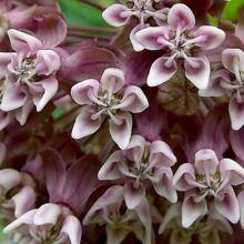 Common Milkweed Native Seeds (Asclepias Syriaca) - Essential For Pollinators, Perfect For Natural Gardens And Meadows - 200Pcs - View 2
