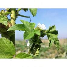 Free Extra 500 Seeds/Seeds 100 CHINESE MALLOW Malva Verticillata Cluster Musk Flower Herb Vegetable Seeds Outdoor Flowers Plants Horticulture Nature Semillas De Flores Plants Semillas De Plantas Garden Rose Plant Strawberry Seeds Plant Seeds Seeds For Planting Orchid Flower Seeds Tulips Tulipanes Live Plants Plants Live Sunflower Hena - 變體1 - 查看 6