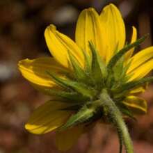 Yellow Outdoor Plant Flower Seeds Bulk - 200 Seeds - View 2