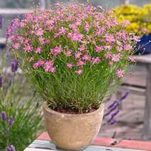 250 Seeds Perennial American Dream Pink Coreopsis Flower Seeds For Planting - 250 Seeds - View 4