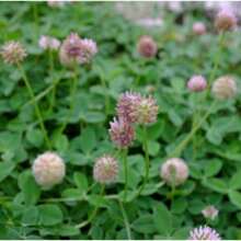 Stitchwort Seeds - Variant1 - View 1