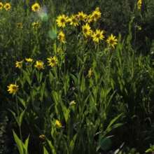 Yellow Outdoor Plant Flower Seeds Bulk - 200 Seeds - View 3