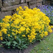 3000 Alfalfa Flower - Variant1 - View 5