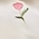鬱金香