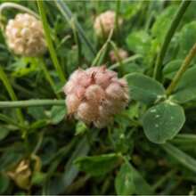 Stitchwort Seeds - Variant1 - View 2